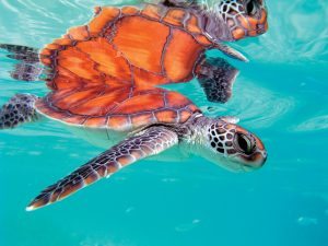 The Brando voyage sur mesure Only For You Polynésie Française Tetiaora