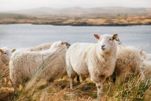 CONNEMARA Irlande voyage sur mesure