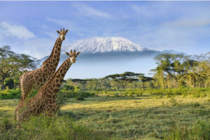 thierry-kenya-ambosleli-only-for-you